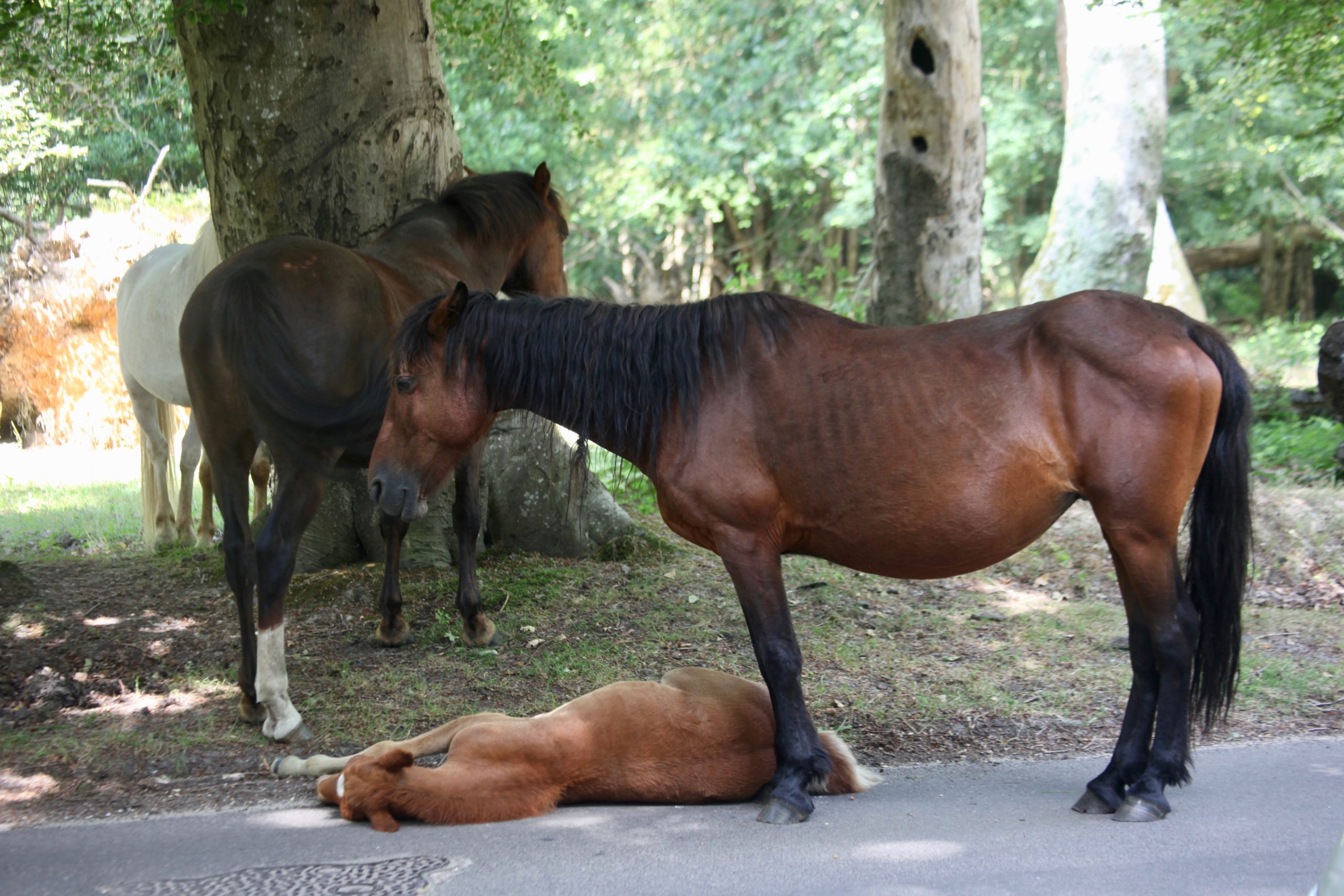 Ponies and foal