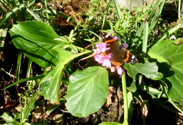 Red Admiral on bergenia
