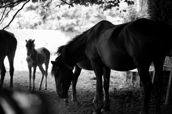 Ponies and foal