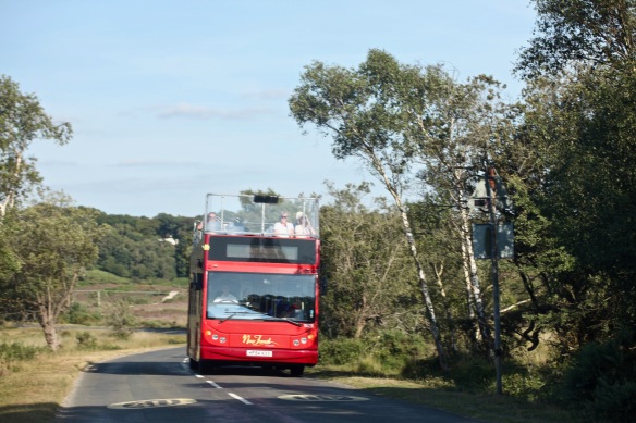 New Forest tour bus