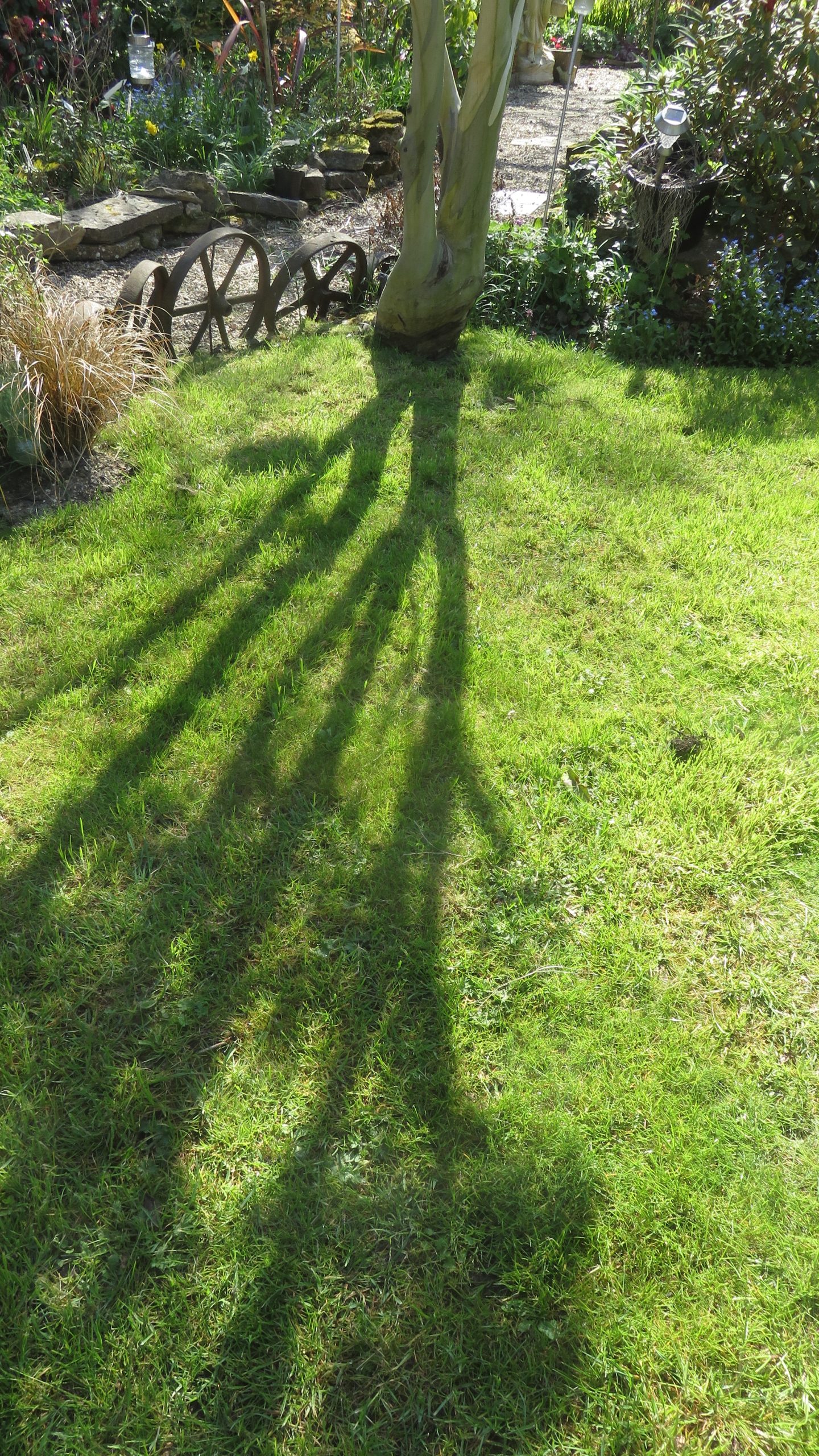 Eucalyptus shadow