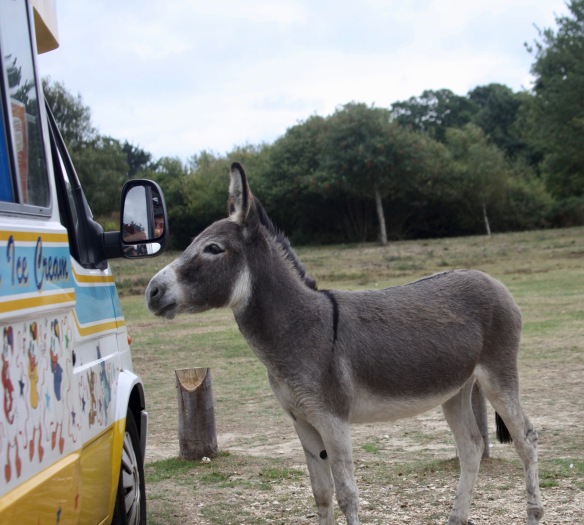 Donkey and ice cream vendor