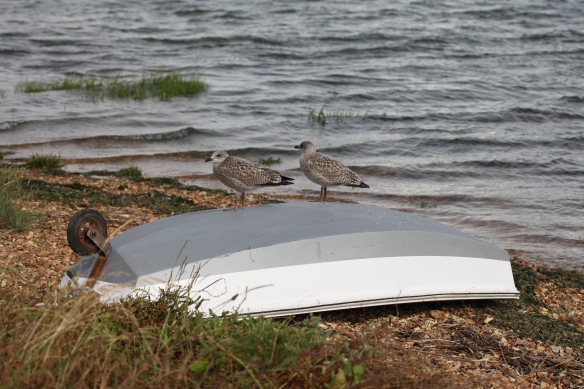 Gulls (juvenile) on upturned boat