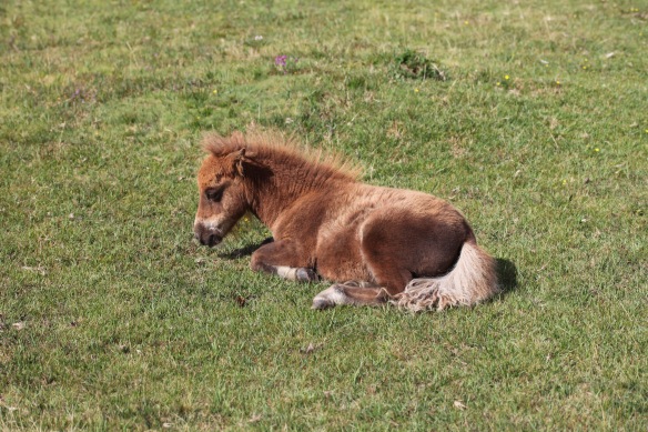 Shetland pony foal