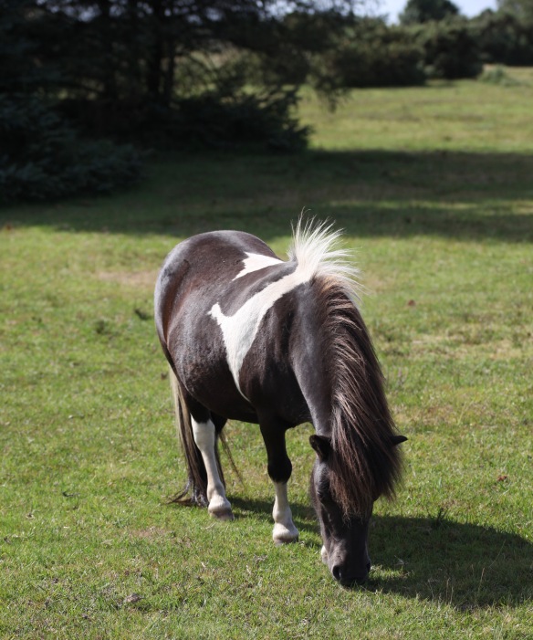 Shetland pony 1