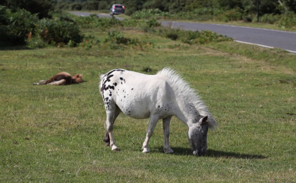 Shetland pony 2
