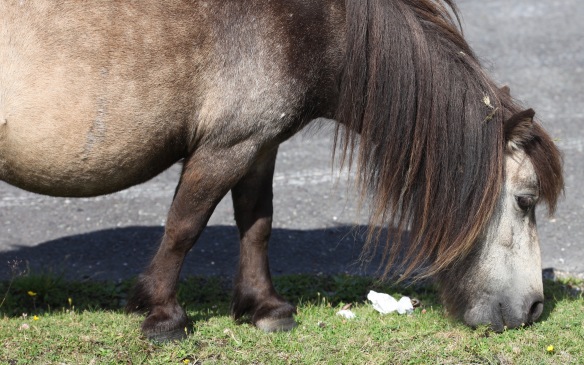 Shetland pony 3