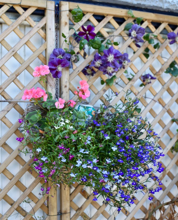 Hanging basket and clematis Star of India