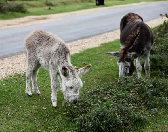 Donkey and foal 1