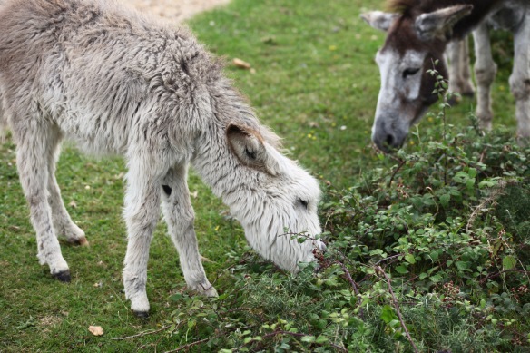 Donkey and foal blackberrying