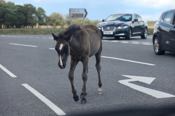 Foal on road