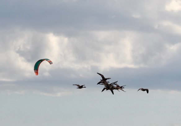 Geese and surf kite