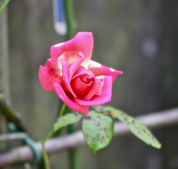 Rose pink climber