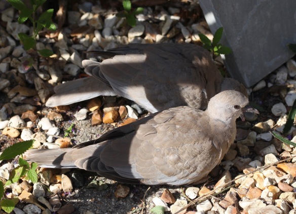 Collared doves juvenile 1