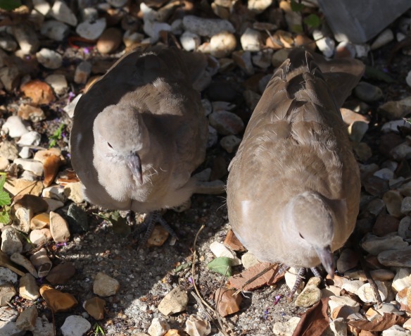 Collared doves juvenile 3