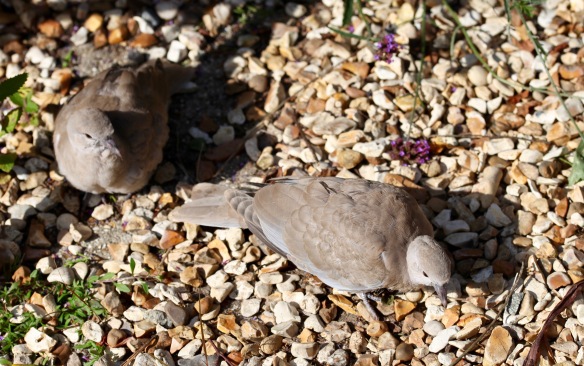 Collared doves juvenile 4