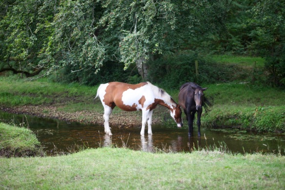 Horses in stream 1