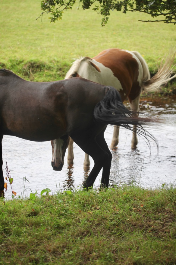 Horses in stream 4