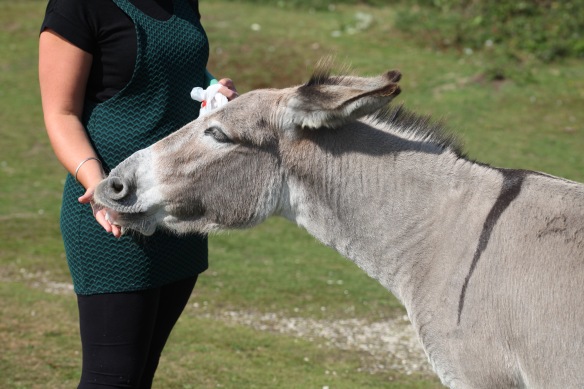 Danni feeding donkey 2