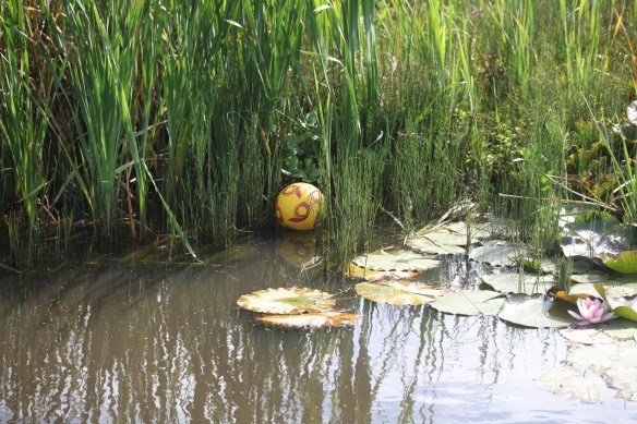 Ball and water lily