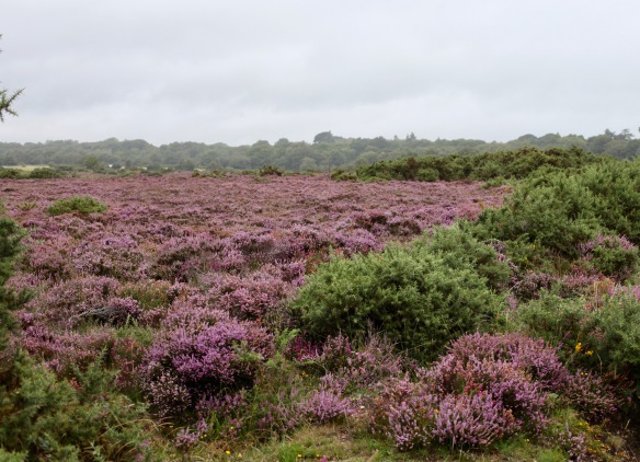 Heather and gorse 1