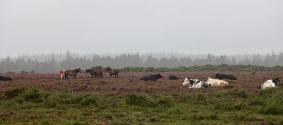 Cattle and ponies 1