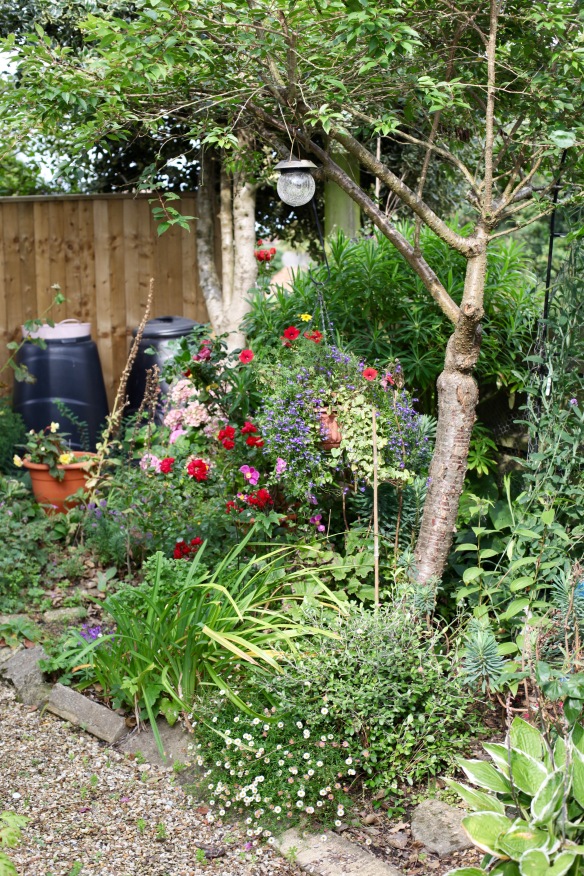 Front garden 2