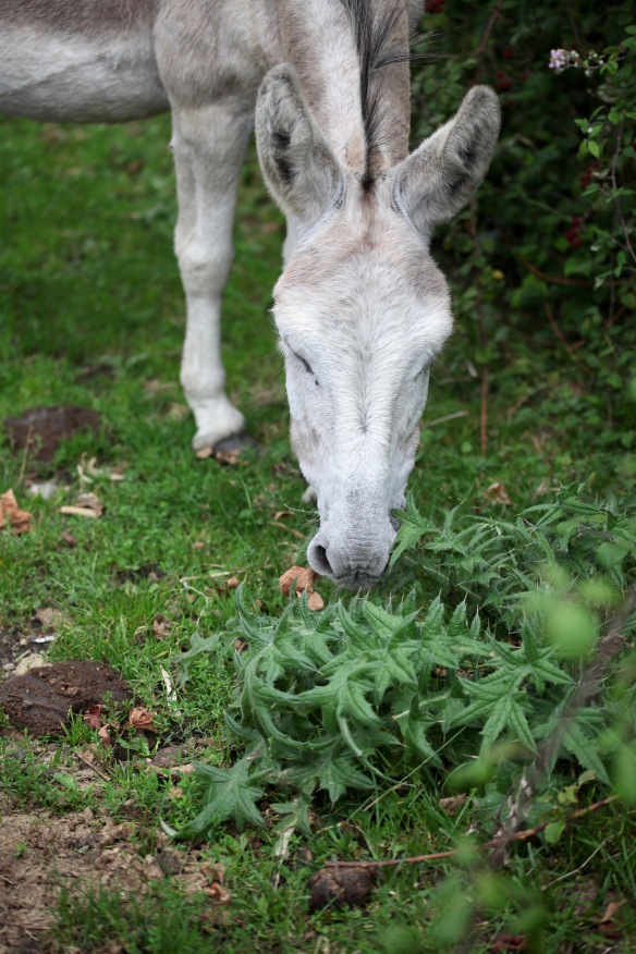 Donkey eating thistles 1