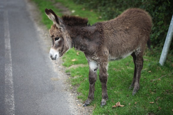 Donkey foal 2