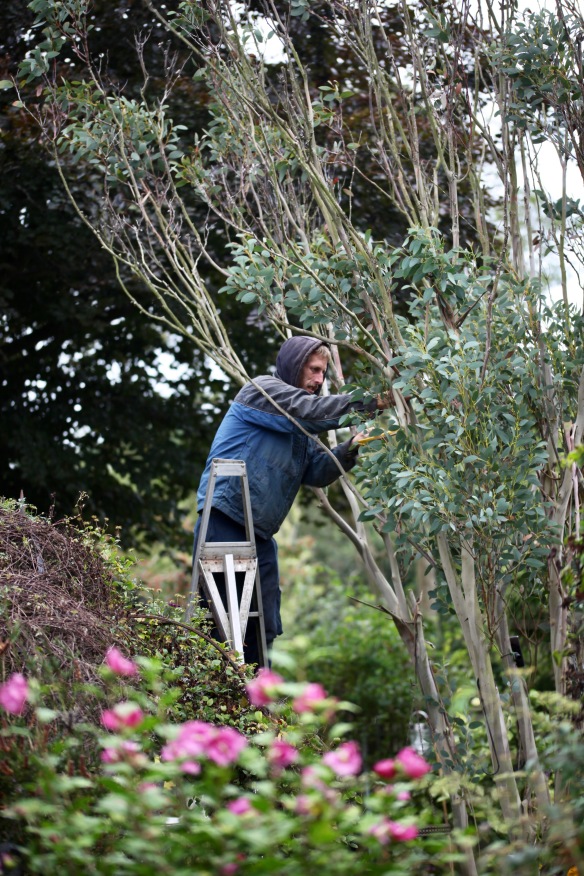 Aaron pruning eucalyptus 1