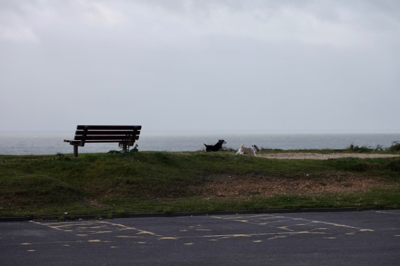 Bench and dogs