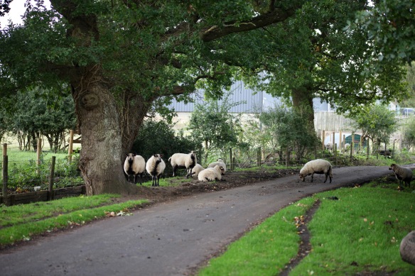 Sheep on road 1