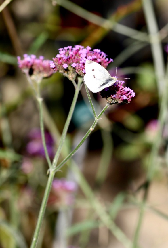 Butterfly Small White on verbena bonarensis