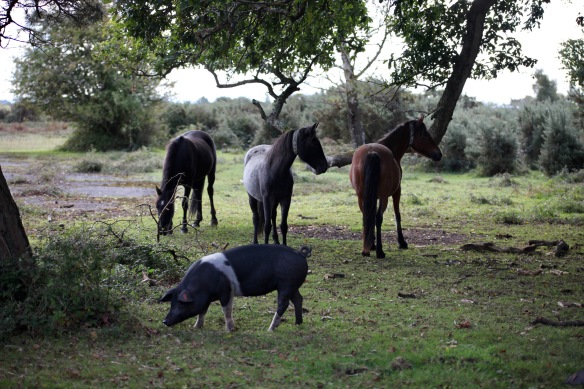Ponies and saddleback