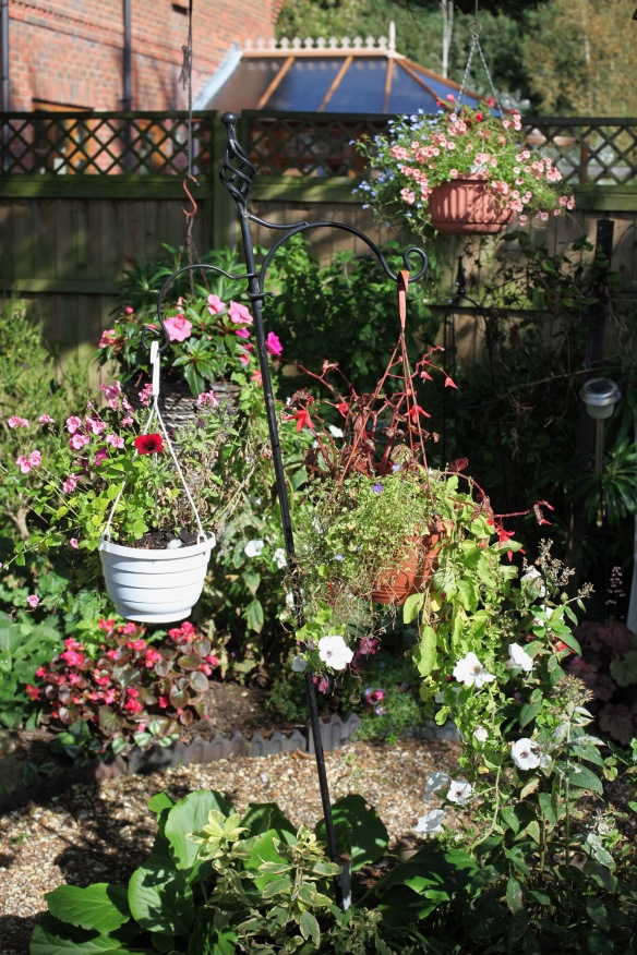 Hanging baskets over Shady Bed