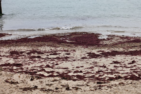 Red seaweed on beach 1