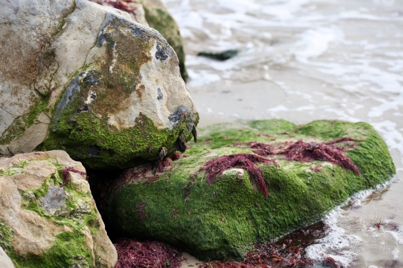 Rocks and seaweedFriar's Cliff BeachFriar's Cliff Beach