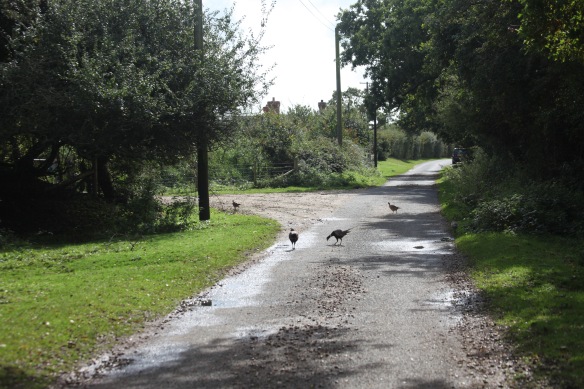 Pheasants on road