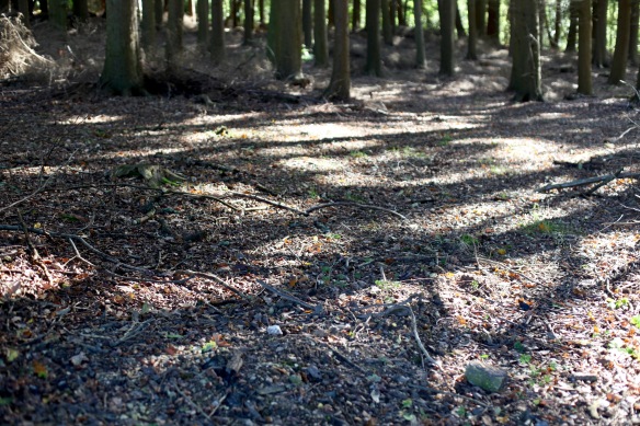 Shadows on forest floor