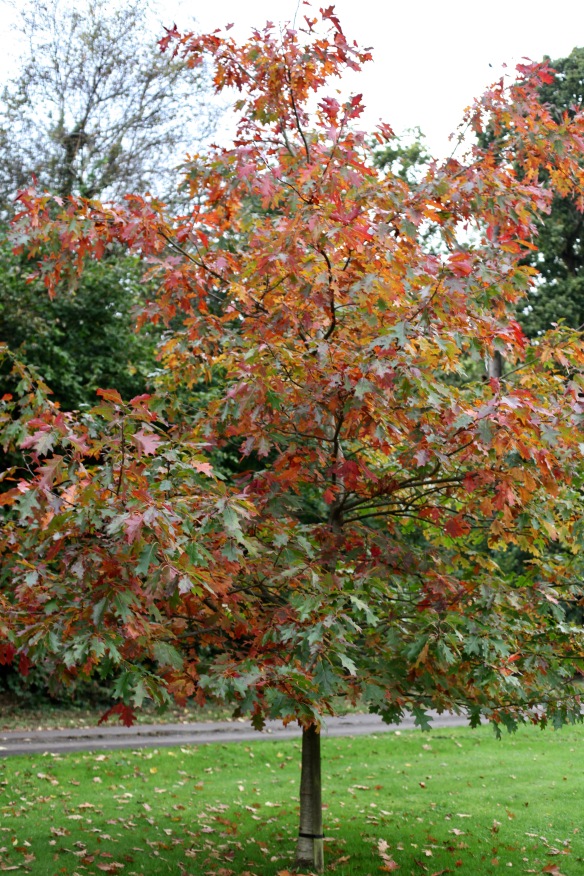 Tree turning to autumn 2