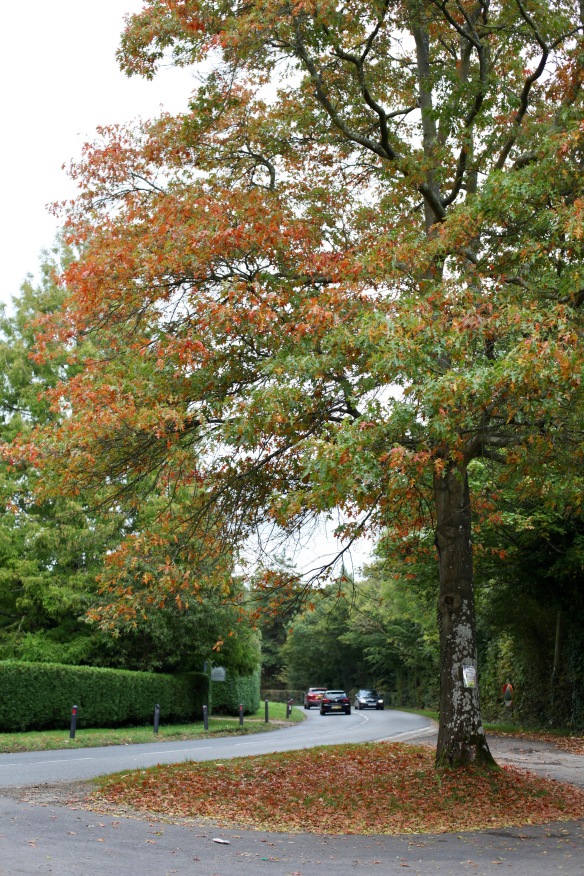 Tree turning to autumn 3