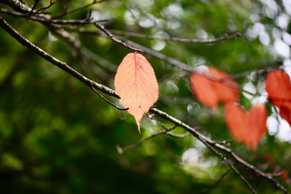 Autumn leaves 3
