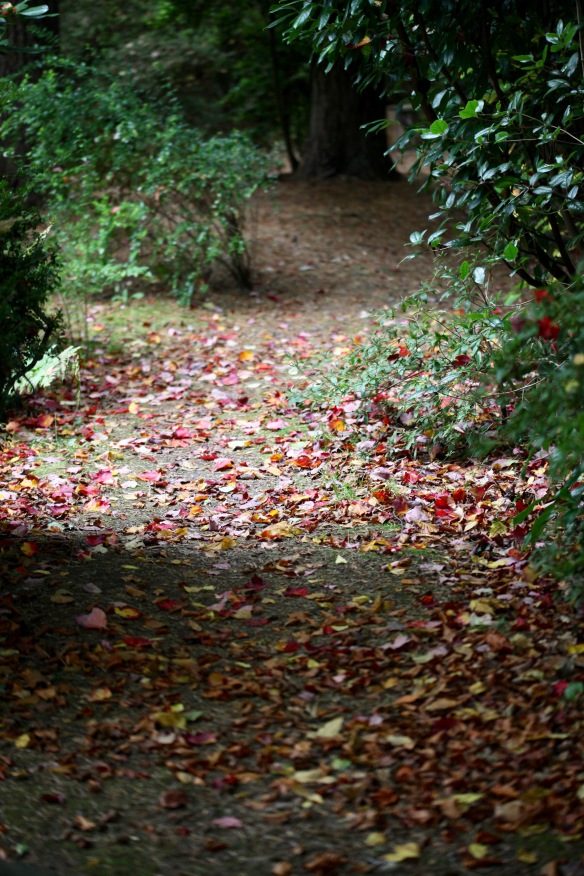 Autumn leaves on path 1