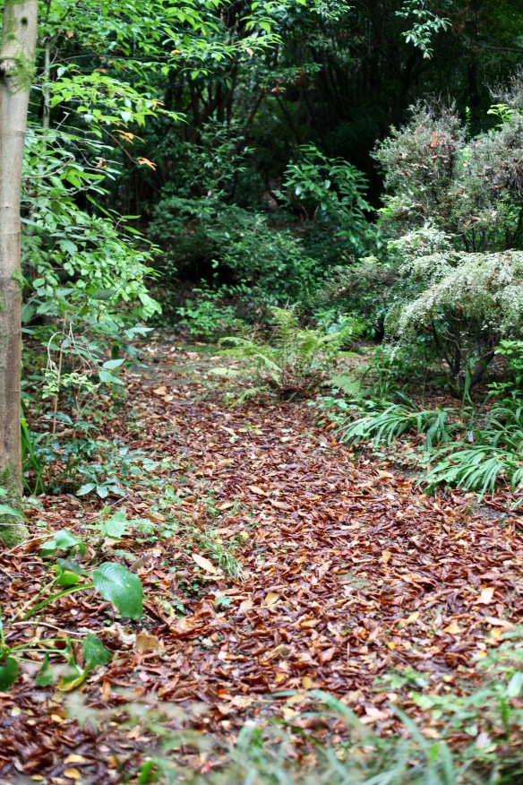 Autumn leaves on path 3