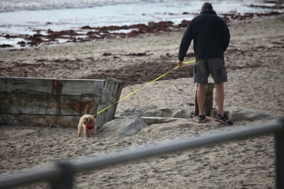 Man and dog on beach