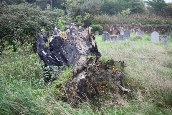 Tree stump and gravestones 1