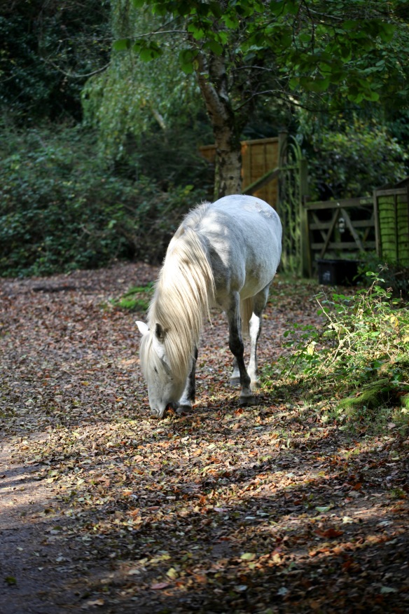 Pony on autumn leaves 2