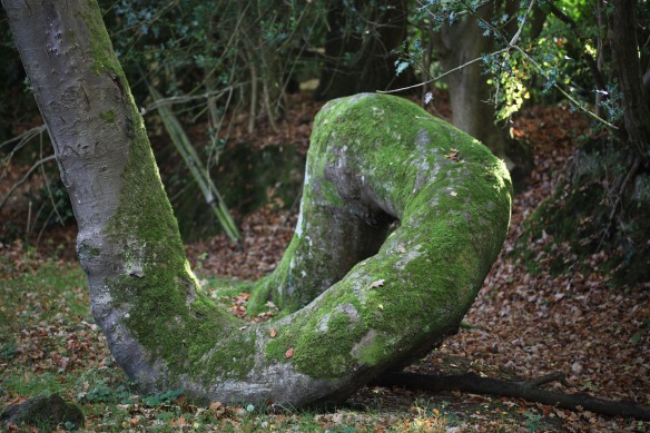 Tree trunk curled 2