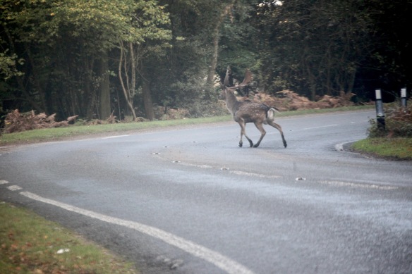 Stag on road 1