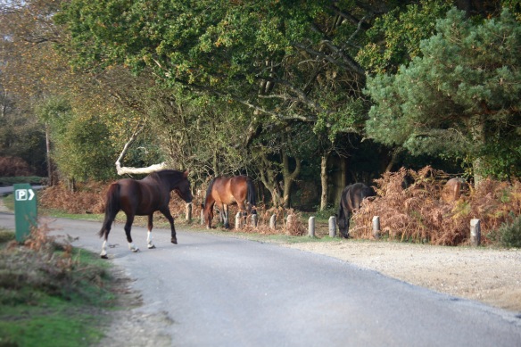 Pony crossing road 2